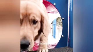 Best ????Funniest Dogs????and Cats????videos-????Animals Likes #8