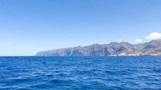 video baleine et dauphin