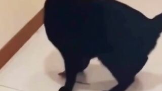 Tom & Jerry in real life
