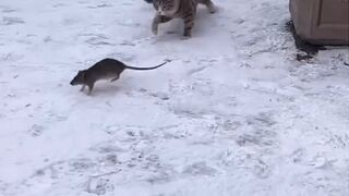 Tom & Jerry in Real Life Part II
