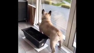 Try Not To Laugh Dogs And Cats ???? - Best Funniest Animals Video 2023 3