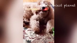 Best Funniest Animals Videos ???? - Funny Dogs And Cats Videos 2023???? #4 2