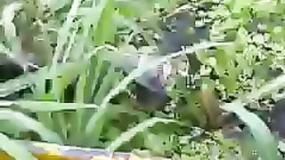 Anaconda In wild life