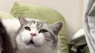 cats fun 2
