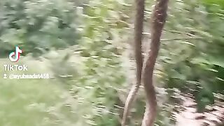 موسم گرما میں سانپ نمودار ہوجاتے ہیں
