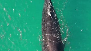 Amazing animals 3