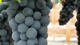 New video 2023 chine__fruits (@chine__fruits)_4. 2