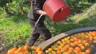 New video 2023 chine__fruits (@chine__fruits)_4. 6