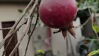 New video 2023 chine__fruits (@chine__fruits)_4. 9