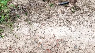 Big ant