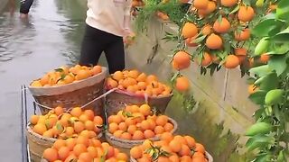 New video 2023...China Frouy,Beutiful Frout... 4