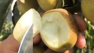 New video 2023...China Frouy,Beutiful Frout... 9