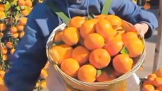 New video 2023...China Frouy,Beutiful Frout... 16