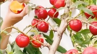 New video 2023...China Frouy,Beutiful Frout... 19