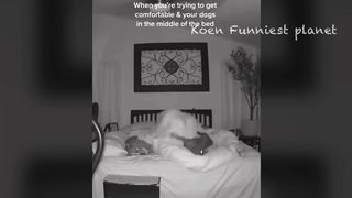 Interesting animals 2
