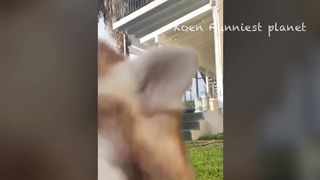 Funny animals 6