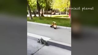 These animals are interesting
