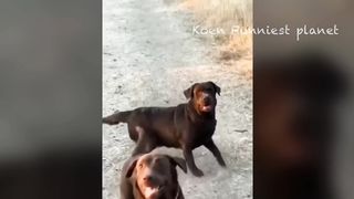 Very intelligent animals