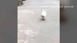 Funny videos 155