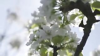 How to produce millions of Apple Tree - Apple Seedlings Production - Harvesting and processing Apple.