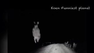 Funny pets 8