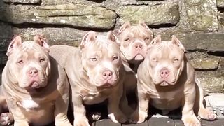 American bully / American bully lover????