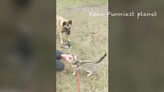 Very funny monkeys