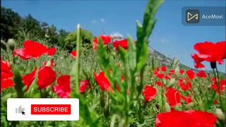 قاري عبد الباسط عبد الصمد سورة الرحمن