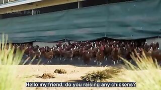 How To Raising Millions of Free Range Chicken For Eggs and Meat - Chicken Farming - Meat Factory.