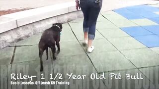 Boston Dog Trainers / Nashua Dog Trainers - 1 1/2 Year Old Pit Bull Mix, Riley