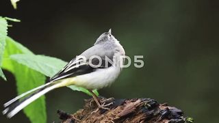 Burung berkicau