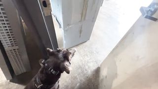Angus' Owner Reunion | Chocolate Lab
