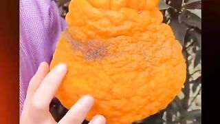 New video 2023..new china frout.beutiful.frout.. 8