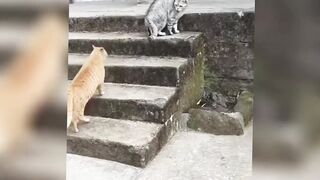 Funny Animals Reaction Video !!!
