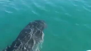 Big Shark Comes In While I’m On My Paddle Board by YBS youngbloods