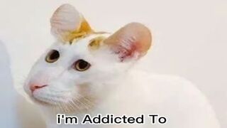 Funny Cat 3