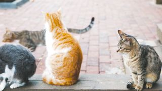 Motivational story cats fights