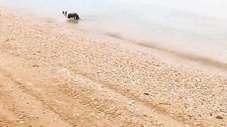 Huge Fin At Beach by YBS youngbloods