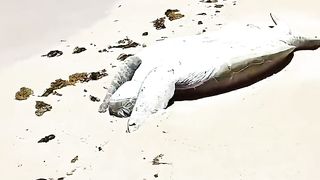 Sea Turtle Stuck Upside Down In The  Sun by YBS youngbloods