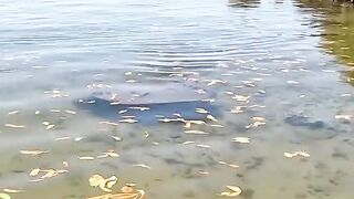 Don’t Often Get To See Them Swim This Close by YBS youngbloods