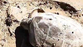 Sea Turtle Stuck On Remote Mud Flats by YBS youngbloods