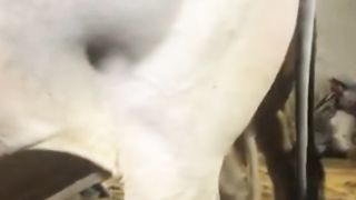 Cattle farm pakistan