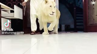 Lion is the king