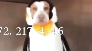 Ip dog