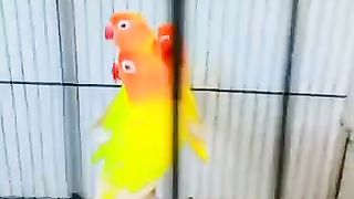 1234 parrots