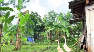Rain in rural Indonesia__High rainfall makes it cool and fertile