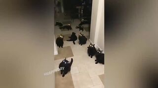 BEST JOKES/FUNNY ANIMALS