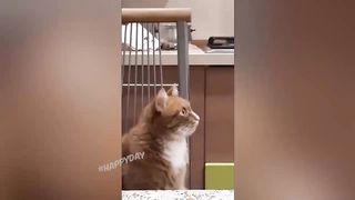 BEST JOKES/FUNNY ANIMALS  2