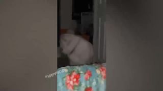 BEST JOKES/FUNNY ANIMALS 3