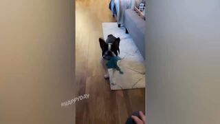 BEST JOKES/FUNNY ANIMALS 4